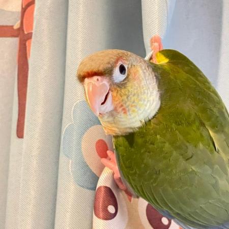 Image 3 of Conure parrot pineapple parakeet bird for sale ready now