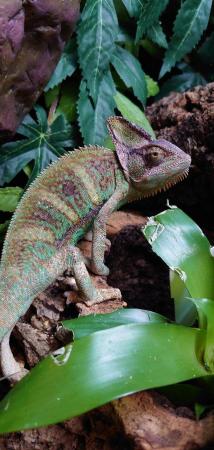 Image 3 of Lots of Chameleons Available Now!