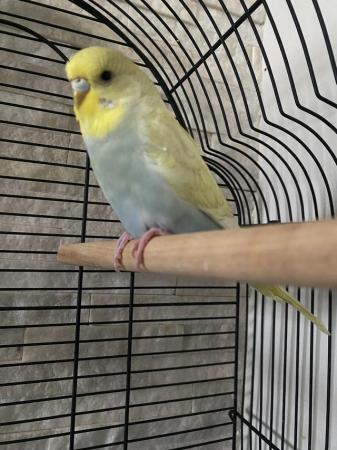 Image 2 of 9 weeks old budgie, male for sale