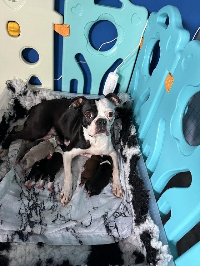 Preview of the first image of Boston Terrier Pup Last Male.
