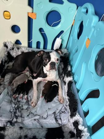 Image 1 of Boston Terrier Pup Last Male Ready Friday