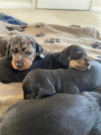 Image 10 of miniature dachshund puppies