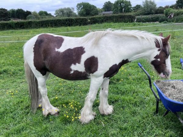Image 2 of 13hh Skewbald cob looking for new home