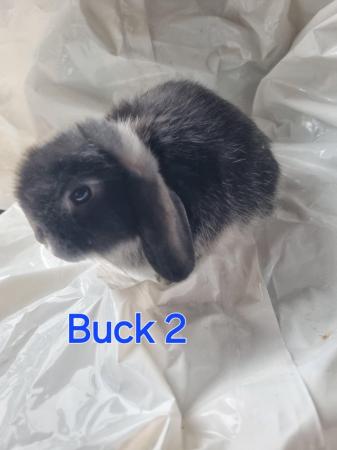 Image 7 of Mini lop babies looking for new homes
