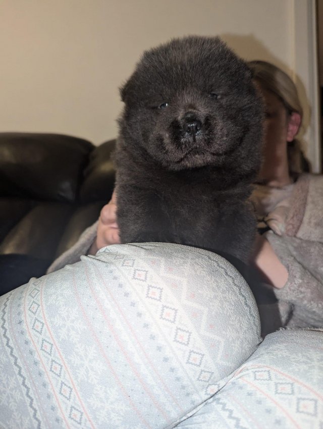 kc registered chow chow puppies