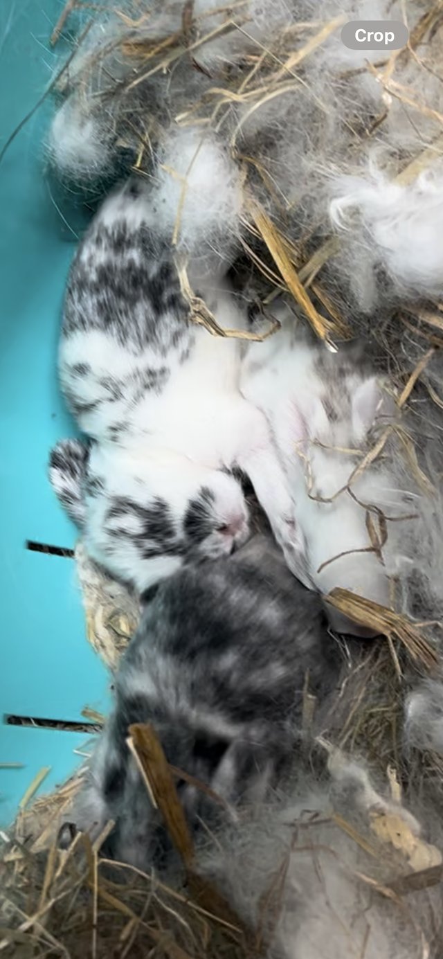Preview of the first image of Gorgeous baby lop ear bunnies looking for homes.
