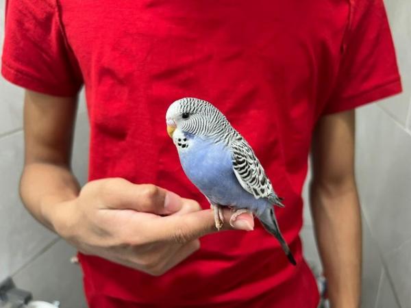 Image 8 of Super hand Tamed Baby Budgies for sale