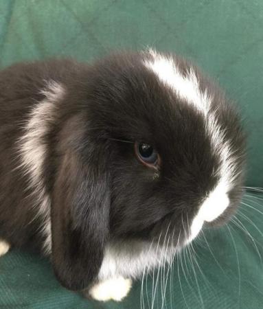 Image 7 of MINI LOP BUNNIES - 5 STAR HOMES ONLY