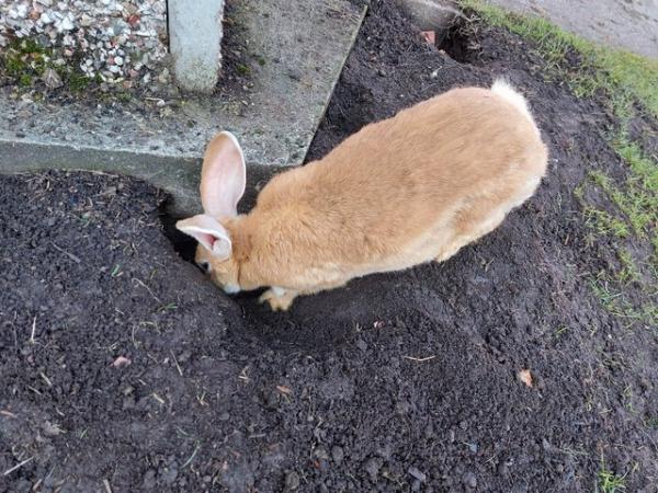 Image 5 of Mix colour Continental Giant Rabbit