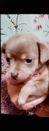 Image 1 of 1 lavender chihuahua male puppy forsale.