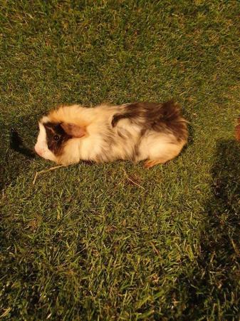 Image 1 of Guinea pigs males and females