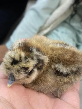 Image 9 of Pure breed Silkie chicks USA and miniature
