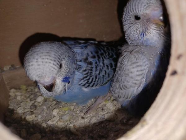 Image 1 of Baby budgies all beautiful colours