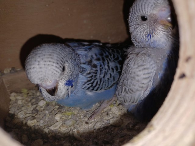 Preview of the first image of Baby budgies all beautiful colours.
