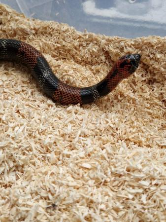 Image 3 of 2 year old tri-colour hognose male