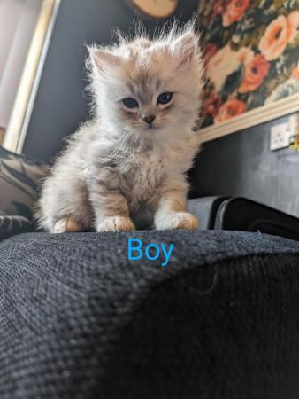 Image 15 of Silver Chinchilla Persian/ blue point ragdoll kittens