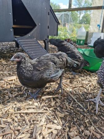 Image 3 of Pure Norfolk Grey pullets