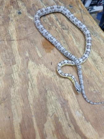 Image 2 of Anerythristic Corn Snake