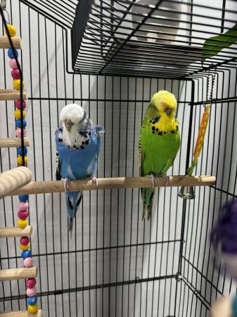 Image 4 of Pair of Exhibition budgies with large cage