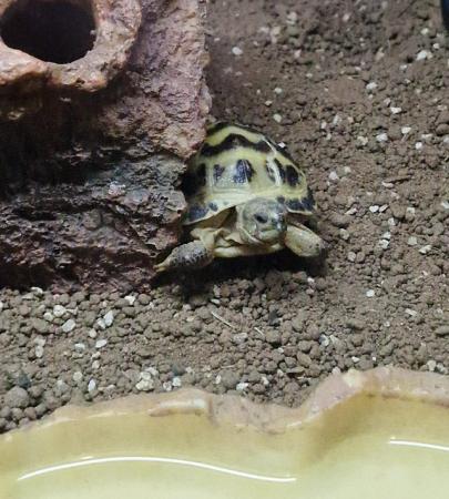 Image 5 of Horsefield tortoise, very cute with bat sign on back