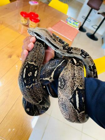 Image 1 of Adult Boa Constrictor Pair for sale
