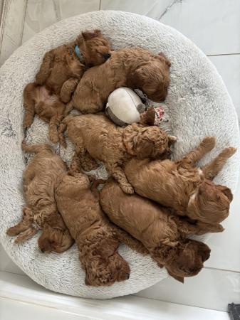 Image 2 of Stunning fox red f1b cockapoo puppies health tested parents