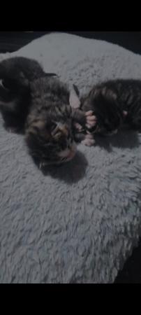 Image 5 of Kittens available to leave in 25th May