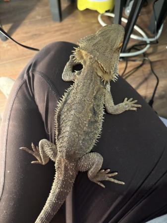 Image 2 of Bearded dragon looking for 5* home