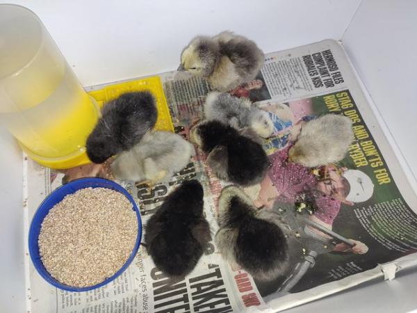 Image 1 of Silkie and pekin chicks unsexed