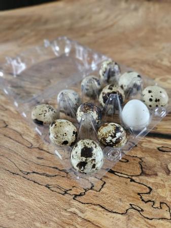 Image 1 of Quail Hatching Eggs - 12 Eggs per Box