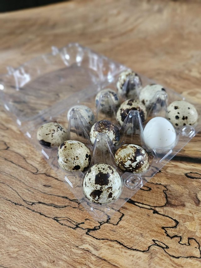 Preview of the first image of Quail Hatching Eggs - 12 Eggs per Box.