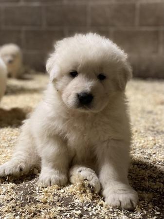 Image 4 of Stunning Italian Maremma sheepdog puppy 1 left