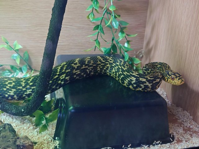 Preview of the first image of King Rat Snake - Elaphe carinata - Confirmed Male - no setup.