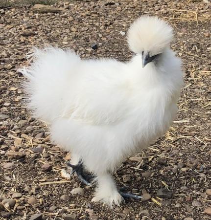 Image 3 of Silkie hatching eggs from blue, splash and white