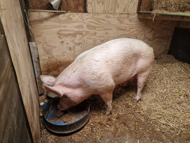 Preview of the first image of LARGE WHITE SOW 4 YEAR OLD.