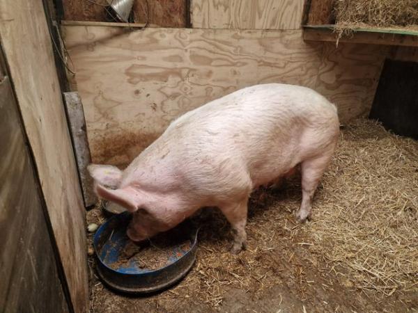 Image 1 of LARGE WHITE SOW 4 YEAR OLD