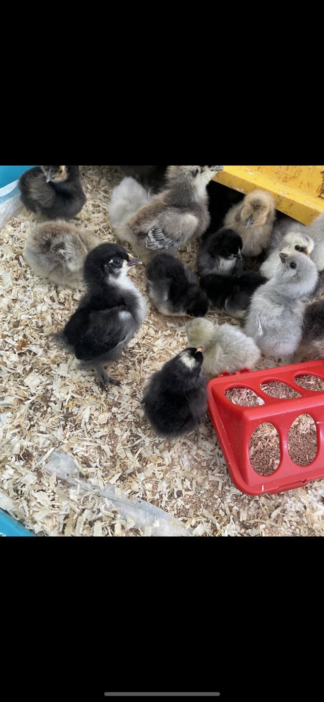 Preview of the first image of Chicks and eggs Available variety of breeds.