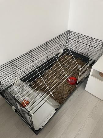 Image 1 of 1 year old rabbit for sale