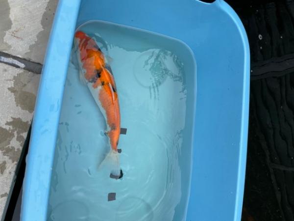 Image 1 of Japanese Koi reared from Fry