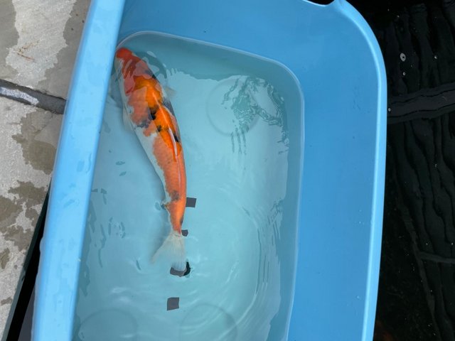 Preview of the first image of Japanese Koi reared from Fry.
