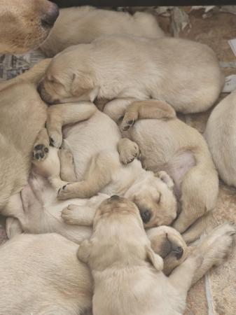 Image 4 of Beautiful pedigree Labrador puppies, raised in the home.
