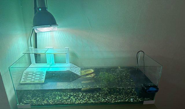Image 2 of Two 1 year old musk turtles with complete set up.