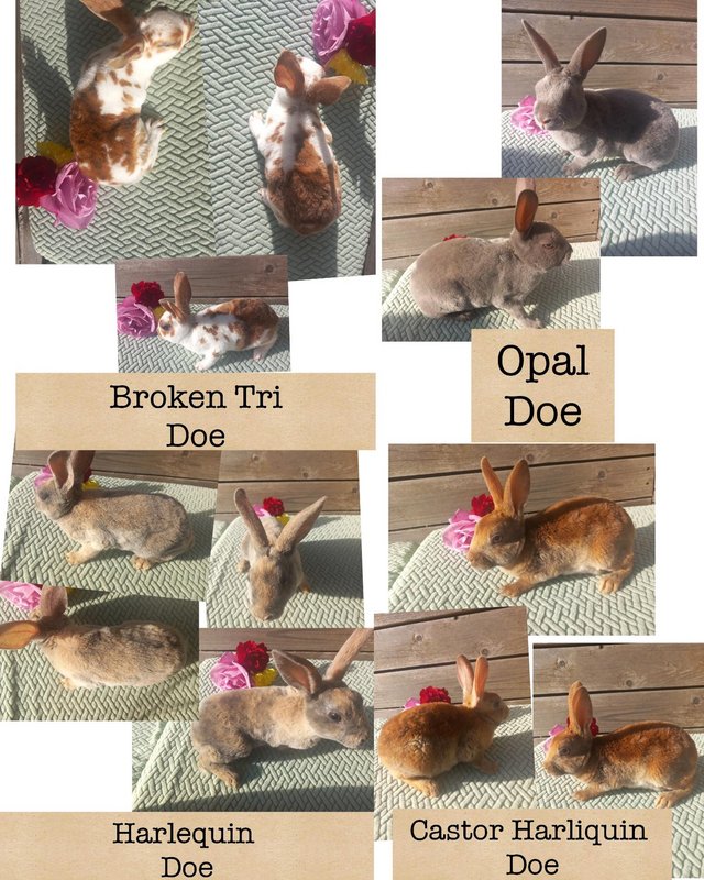 Preview of the first image of 8 beautiful mini rex rabbits.
