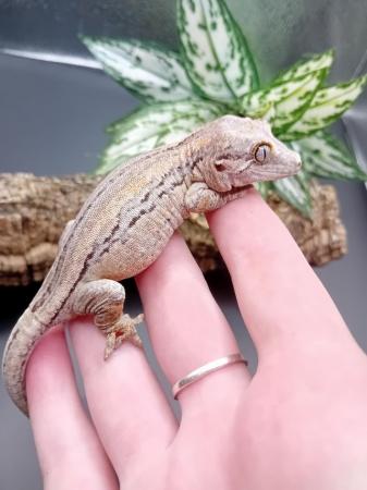 Image 5 of Beautiful female gargoyle gecko for sale!!!