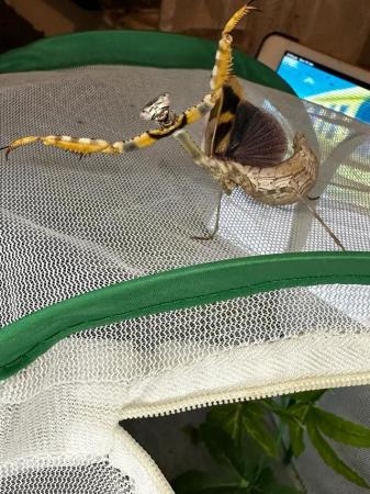 Image 1 of Captive bred Praying mantis for sale