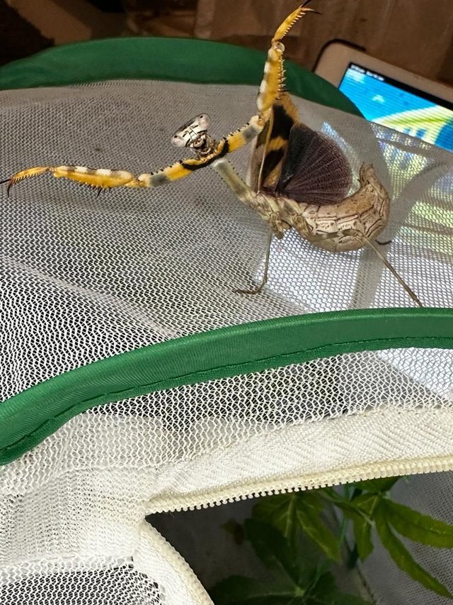 Preview of the first image of Captive bred Praying mantis for sale.