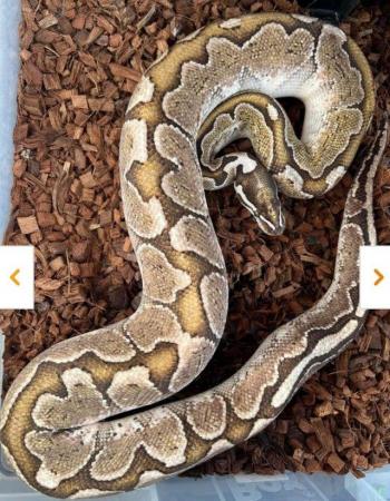 Image 3 of Bamboo Royal Python. Male. Adult. Proven breeder.