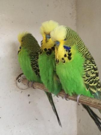 Image 3 of Adult and Baby Budgies for sale from £10.00 each