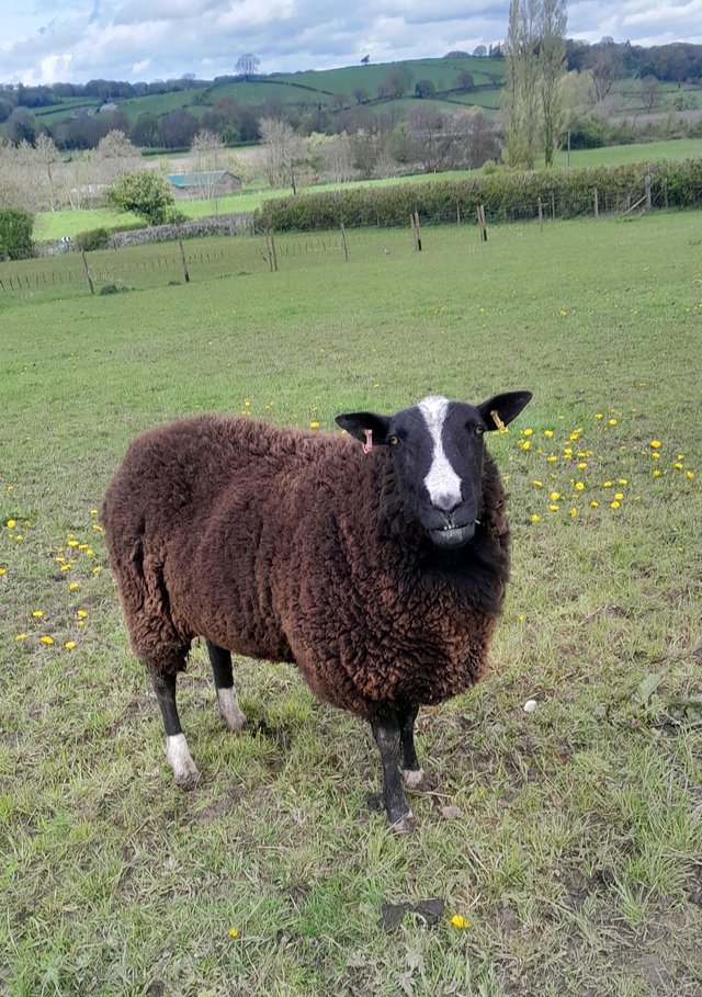 Preview of the first image of Registered Zwartbles Ram.