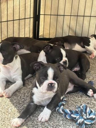 Image 3 of KC Reg Exceptional Boston Terrier Puppies